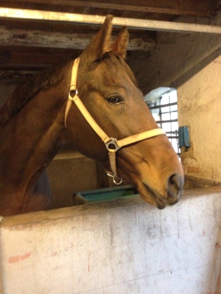 Dansk Varmblod Don Juan billede 5