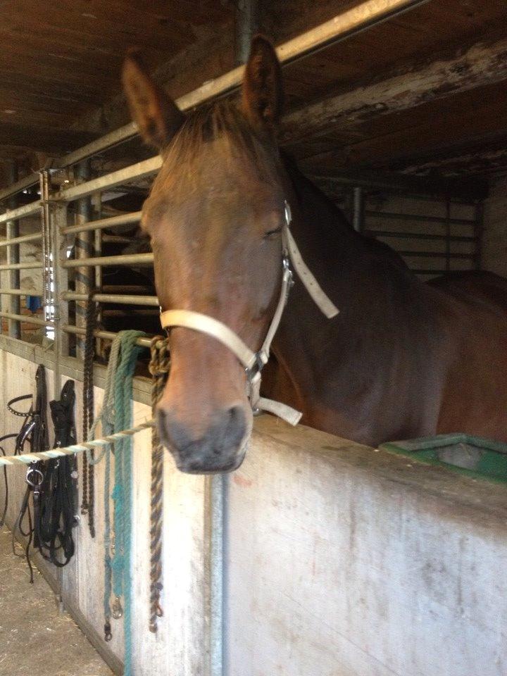 Dansk Varmblod Don Juan billede 7