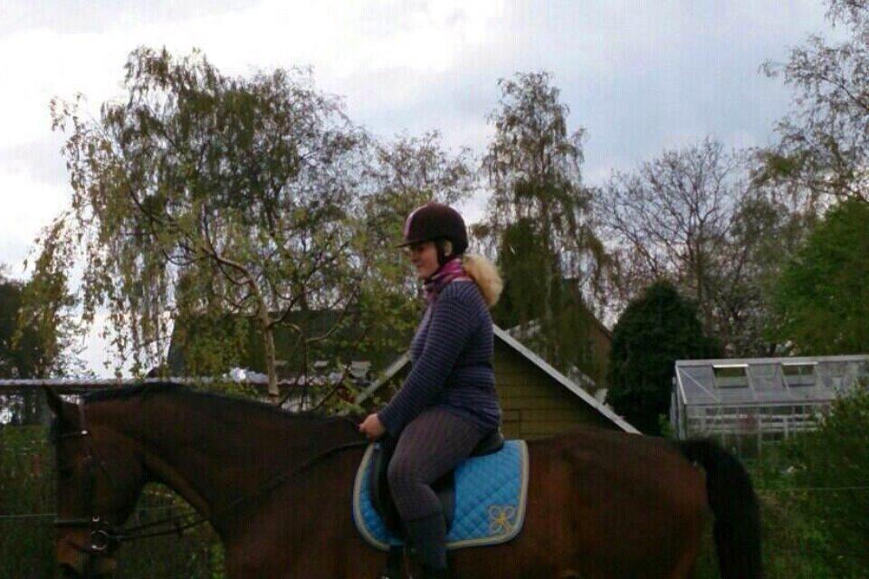 Dansk Varmblod Don Juan billede 8