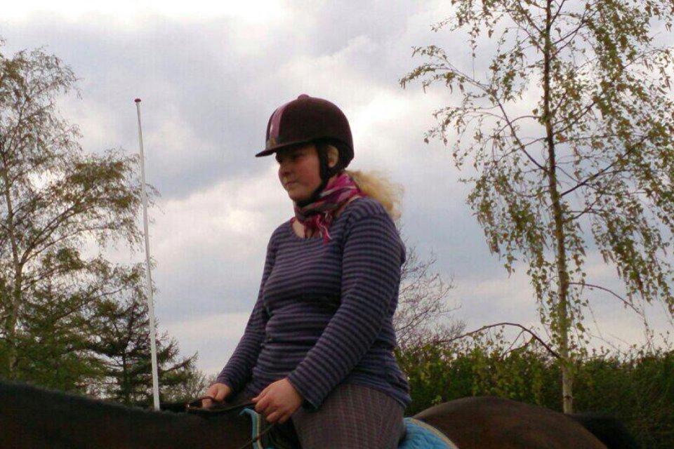 Dansk Varmblod Don Juan billede 9