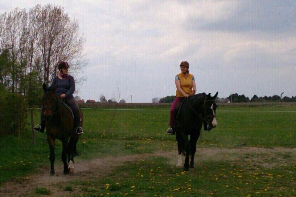 Dansk Varmblod Don Juan billede 11