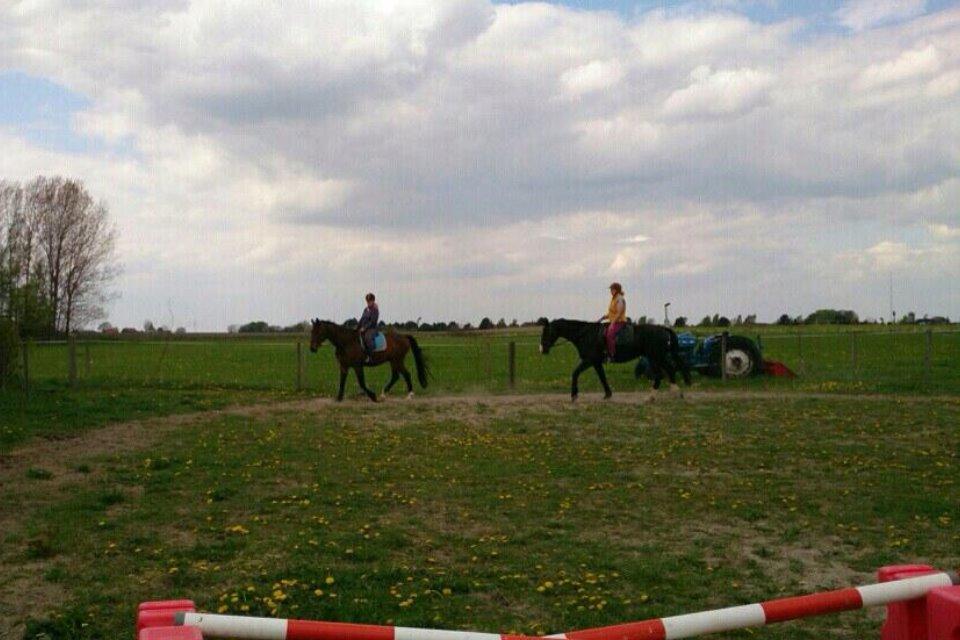 Dansk Varmblod Don Juan billede 12