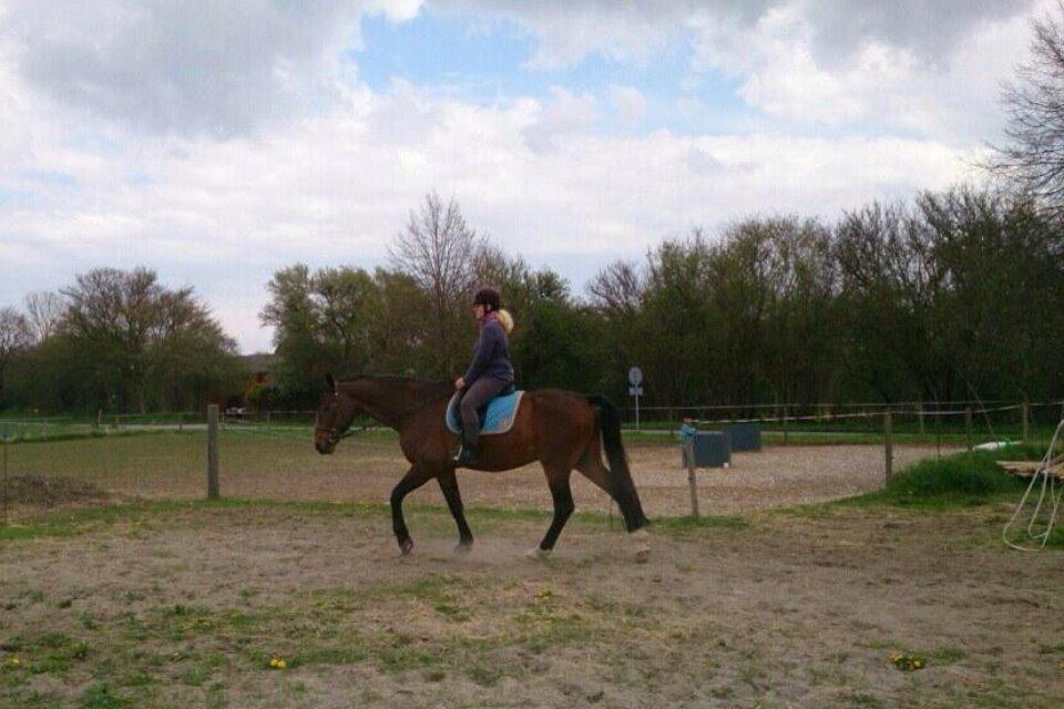 Dansk Varmblod Don Juan billede 13