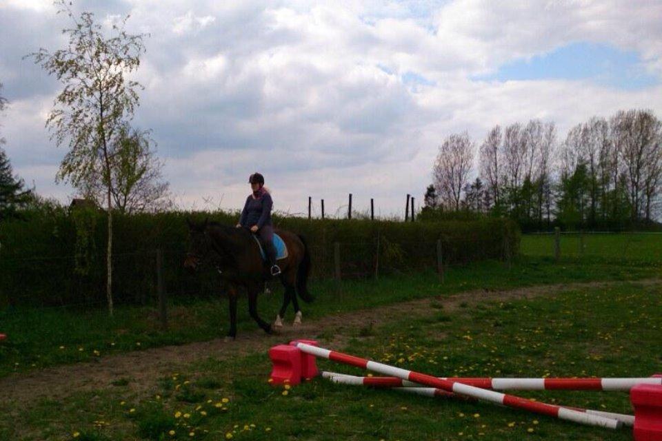 Dansk Varmblod Don Juan billede 14