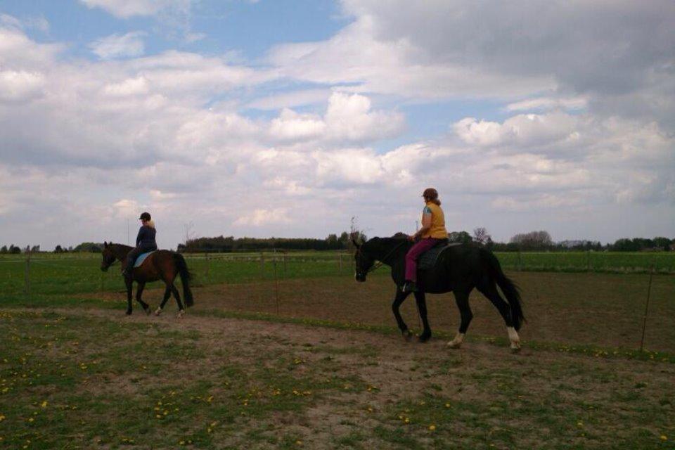 Dansk Varmblod Don Juan billede 15