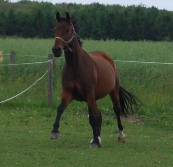 Dansk Varmblod Don Juan billede 16