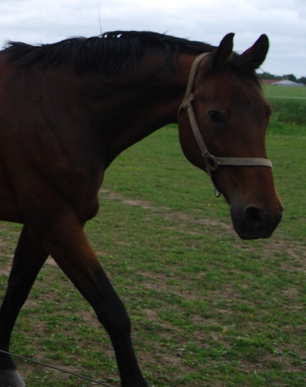 Dansk Varmblod Don Juan billede 17