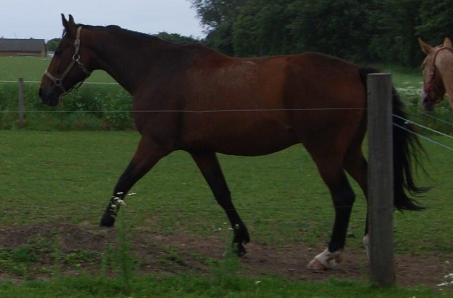 Dansk Varmblod Don Juan billede 18