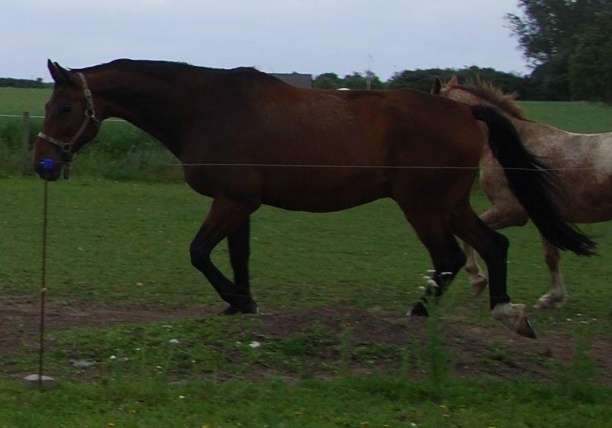 Dansk Varmblod Don Juan billede 19