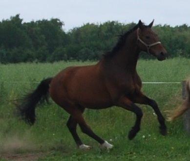 Dansk Varmblod Don Juan billede 20