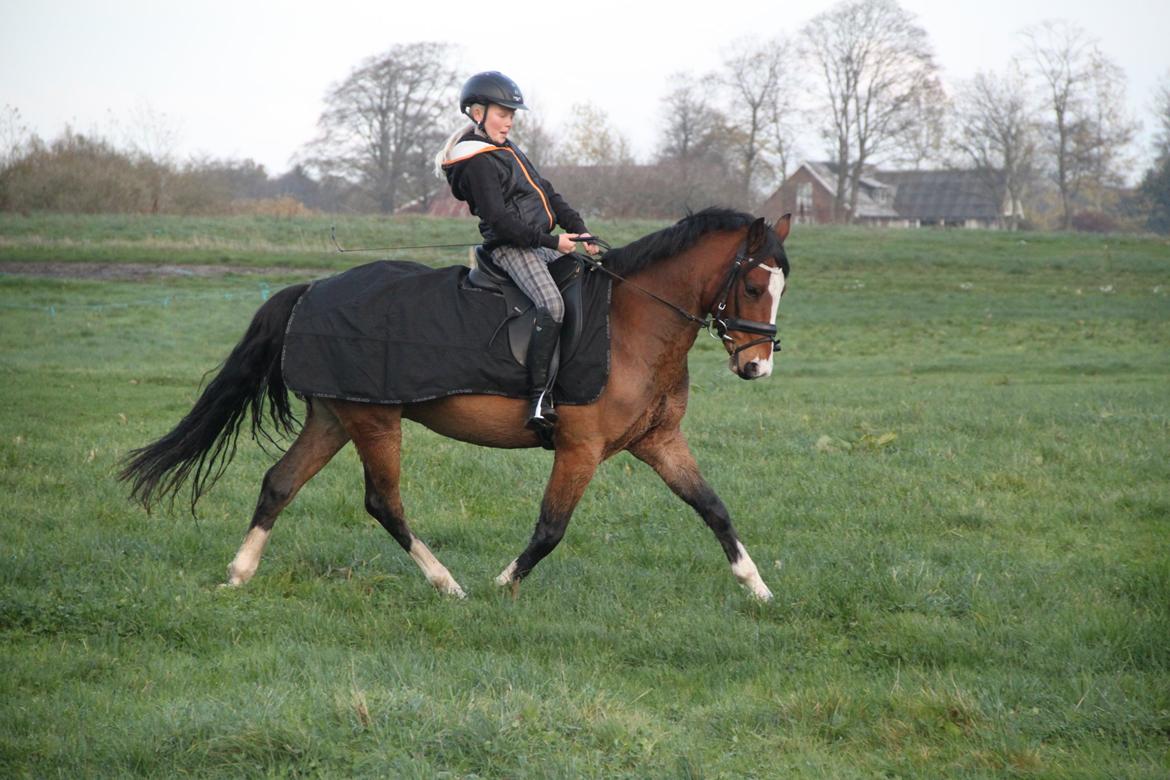 Welsh Pony (sec B) Bakkegaarden´s perfect prince billede 21