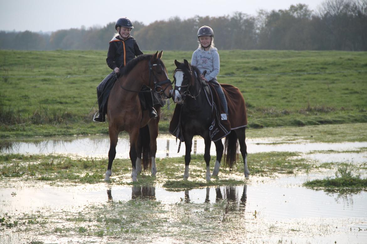 Welsh Pony (sec B) Bakkegaarden´s perfect prince billede 29