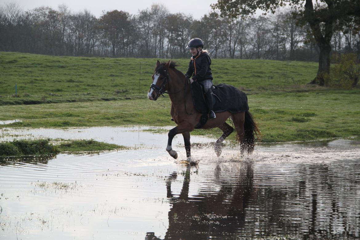 Welsh Pony (sec B) Bakkegaarden´s perfect prince billede 22