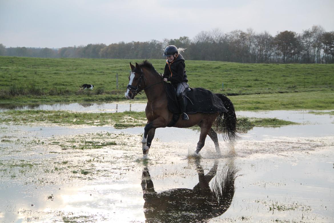 Welsh Pony (sec B) Bakkegaarden´s perfect prince billede 24