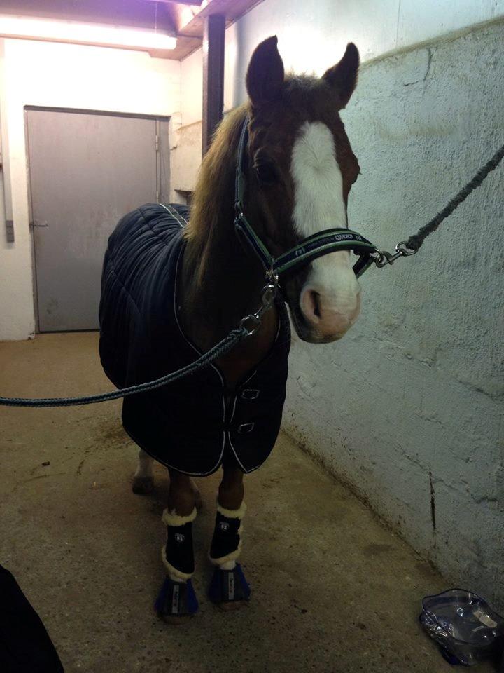 DSP Phønix "Lånepony" - It´s okay to be crazy, crazy in love <3  billede 20