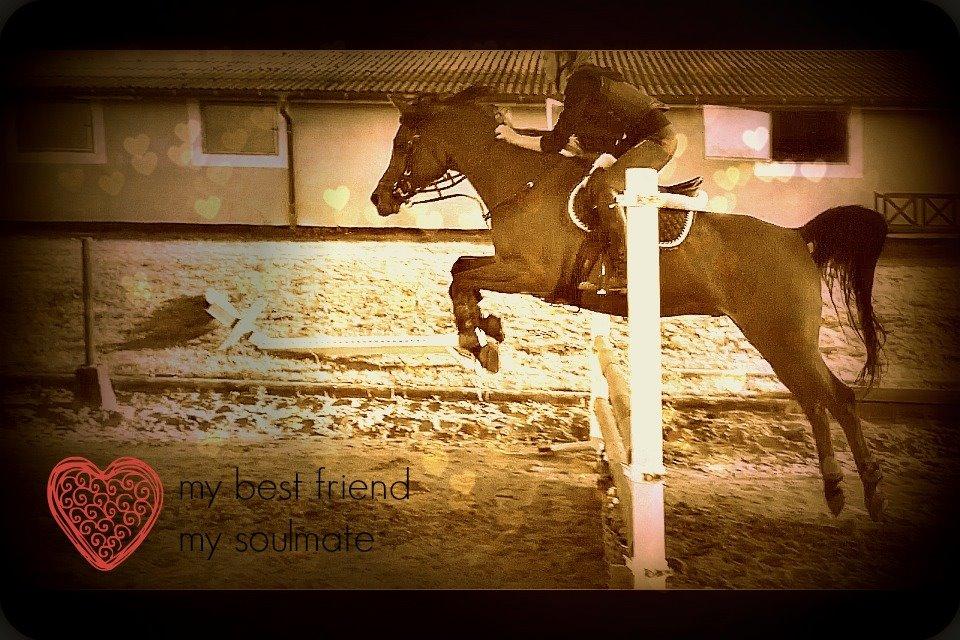 Arabisk fuldblod (OX) Wafeeq OX billede 1