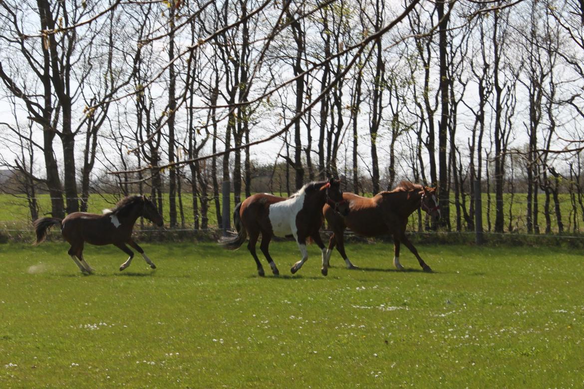 Pinto Ovenbygaards Mallard - Mallard på forårsgræs sammen med vennerne.
2013 billede 6