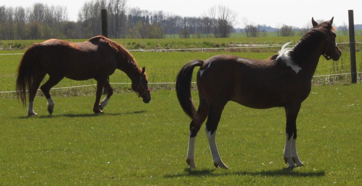 Pinto Ovenbygaards Mallard - så fin han er! billede 7