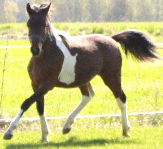 Pinto Ovenbygaards Mallard - Mallad har en lækker trav.
2013 billede 5