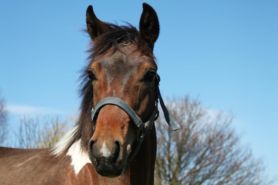 Pinto Ovenbygaards Mallard - 2013 billede 8