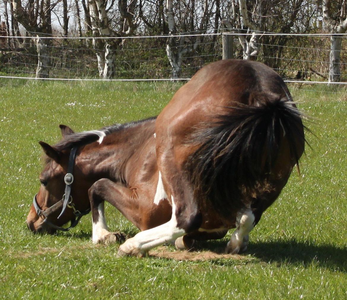 Pinto Ovenbygaards Mallard - rullepølse billede 9