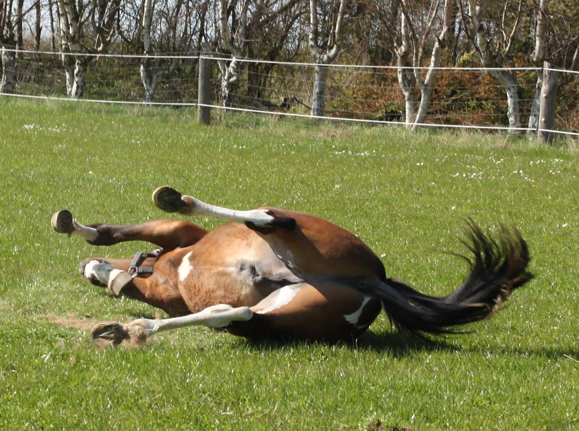 Pinto Ovenbygaards Mallard - Et stk. væltet Malle billede 10