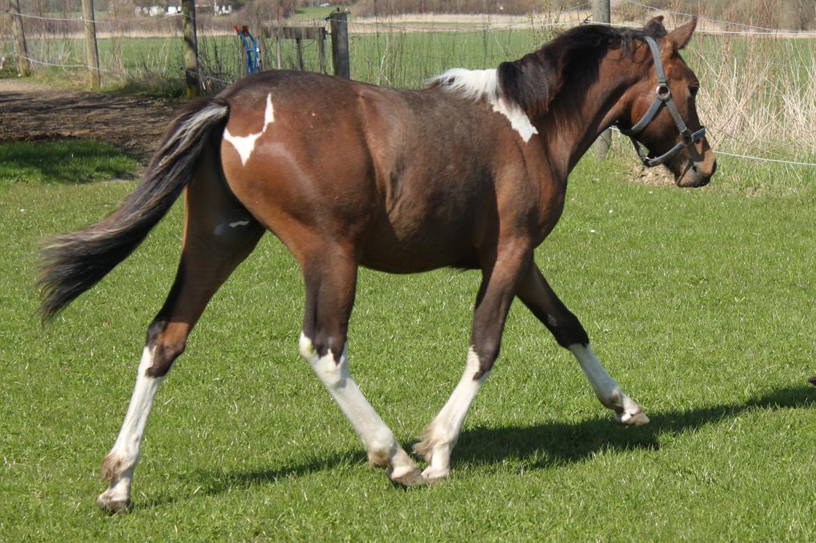 Pinto Ovenbygaards Mallard - fine trav billede 11