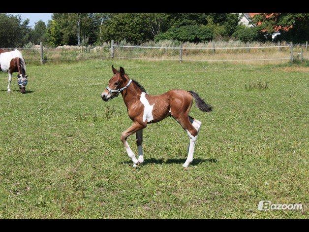 Pinto Ovenbygaards Mallard - Baby Mallard 2012 billede 12