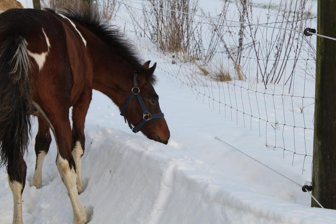 Pinto Ovenbygaards Mallard - sneboldt billede 13