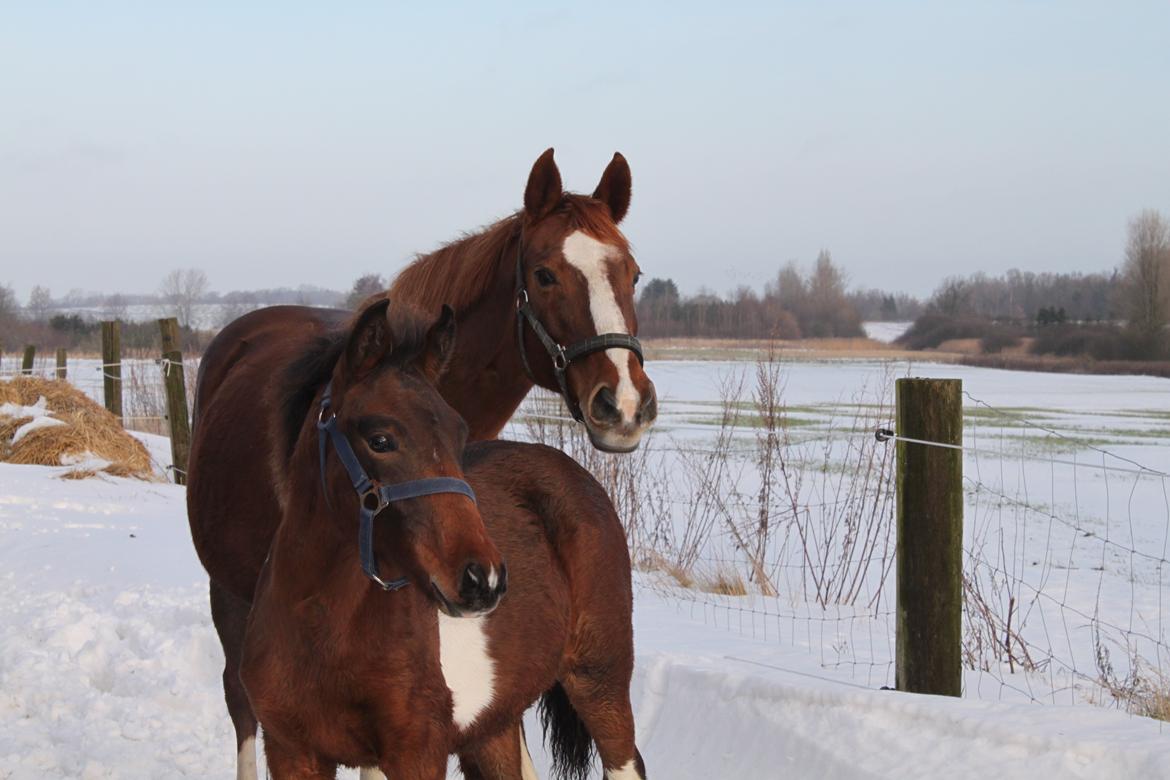 Pinto Ovenbygaards Mallard - Førehoppen passer godt på flokkens yngste billede 14