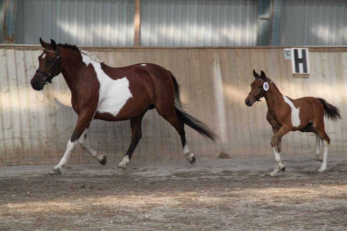 Pinto Ovenbygaards Mallard - Mor og søn charmer alle til følskue. og rander med titlen:sjællands bedste ponyføl i pinto.2012 billede 15