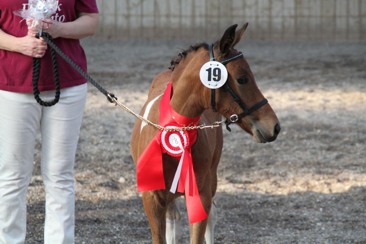 Pinto Ovenbygaards Mallard - fløjvinder:D billede 16