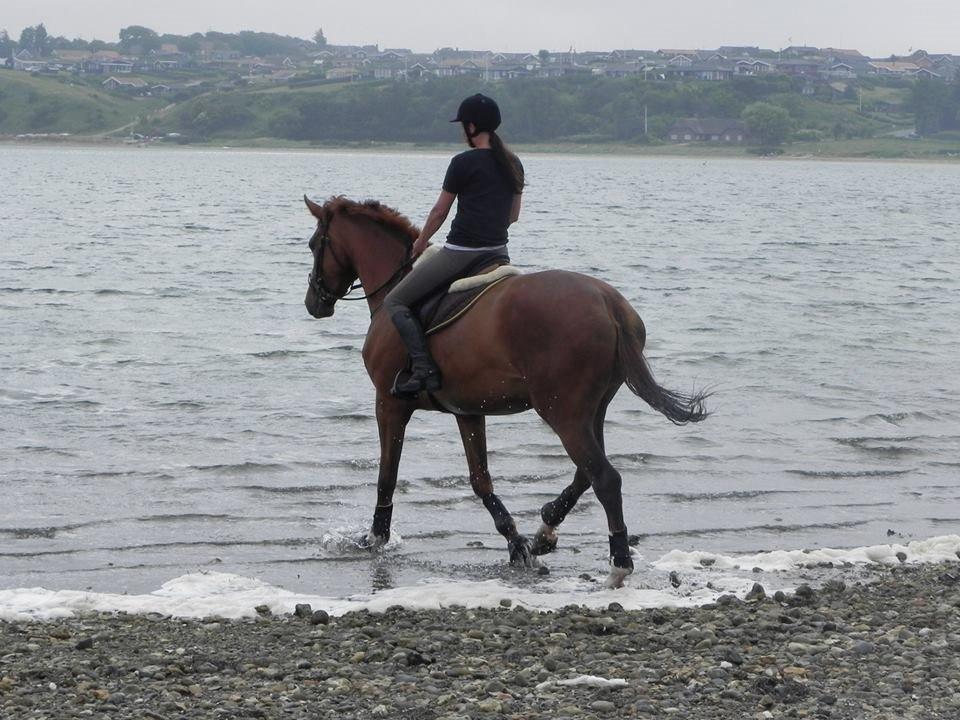 Dansk Varmblod Ça va? - På vej ud og bade :) billede 24