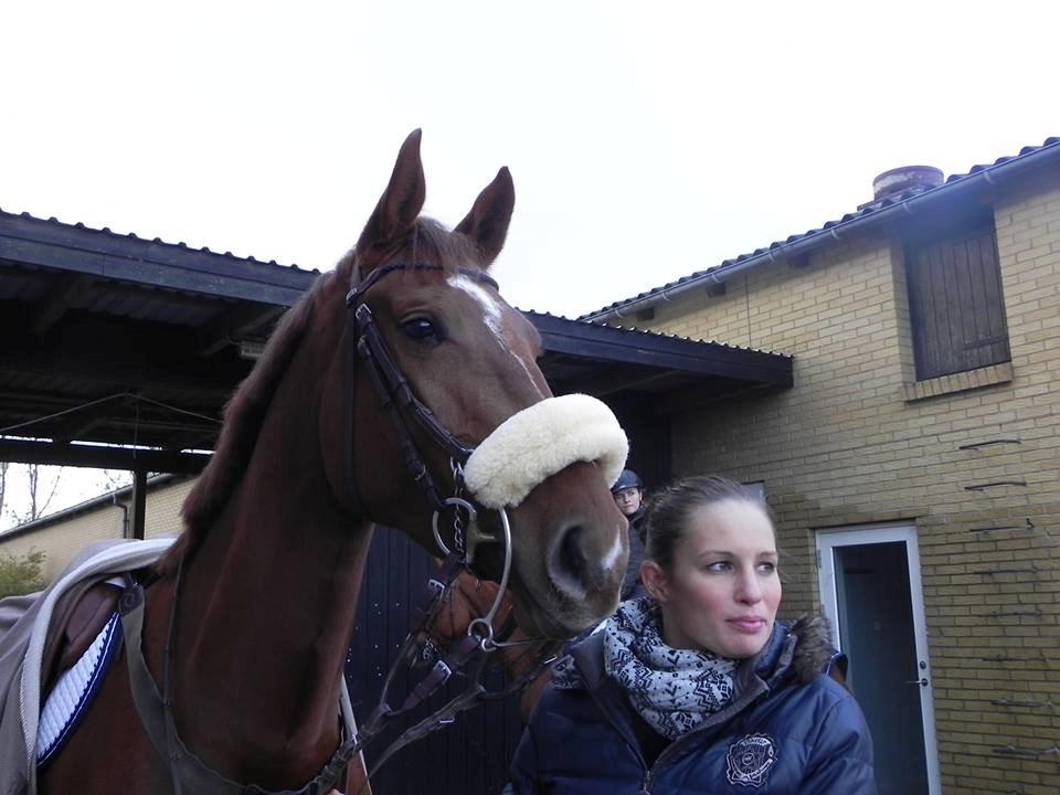 Dansk Varmblod Ça va? - Smukke Røde og hendes mor. billede 25