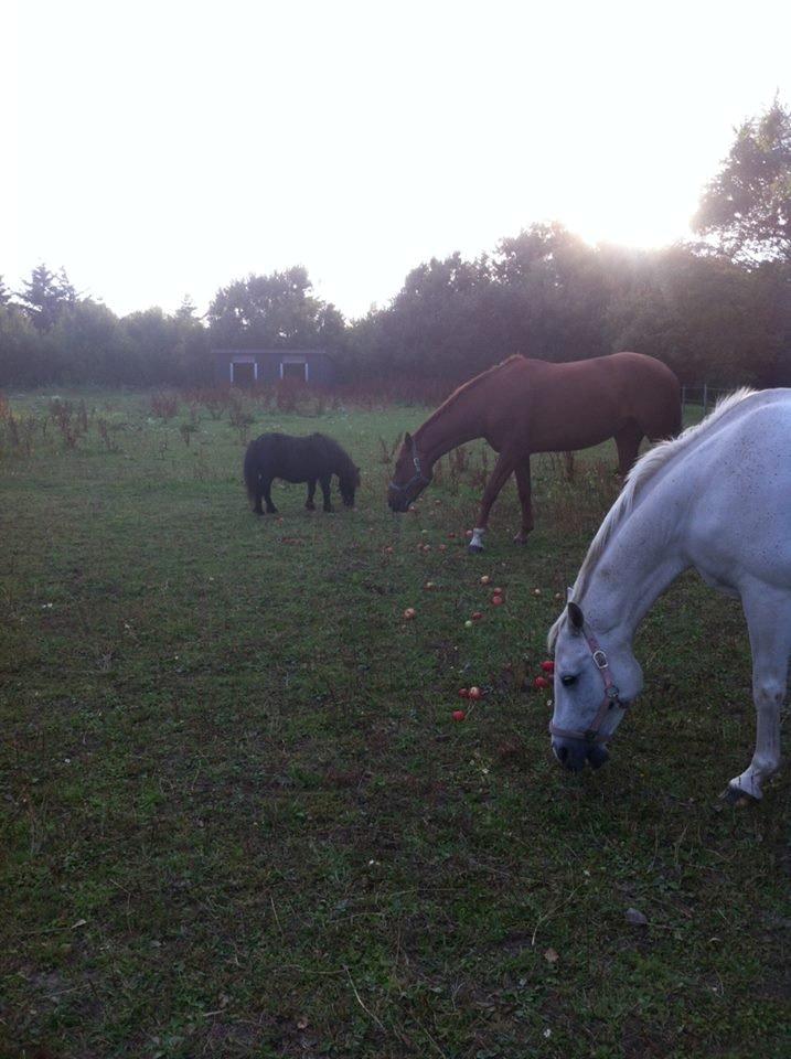 Dansk Varmblod Ça va? - Røde på sommerfold med Venus og Krumme :) billede 26