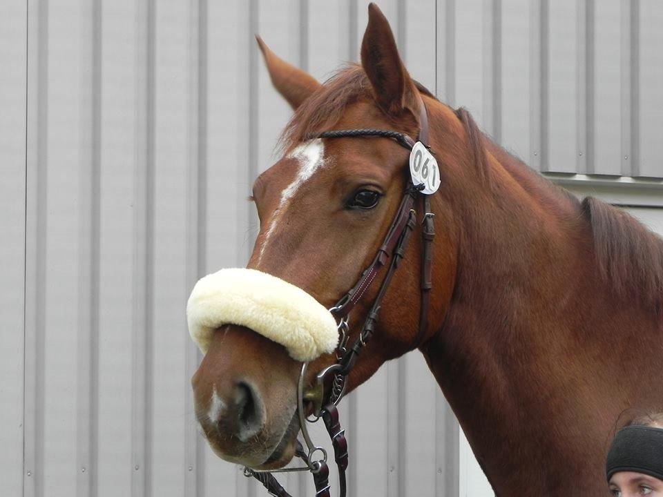 Dansk Varmblod Ça va? - Aller smukkeste Røde :D billede 28