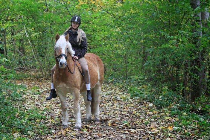 Haflinger Asterix billede 15