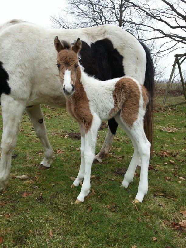 Anden særlig race Søby´s Kiowa billede 8
