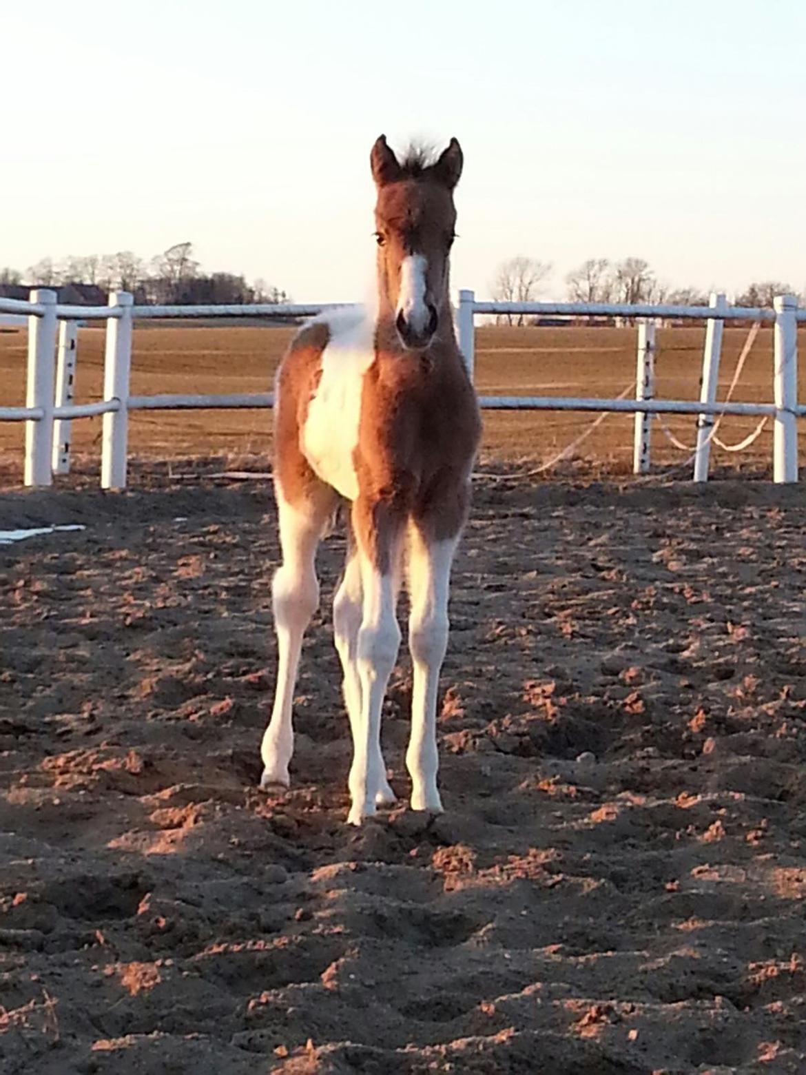 Anden særlig race Søby´s Kiowa billede 9