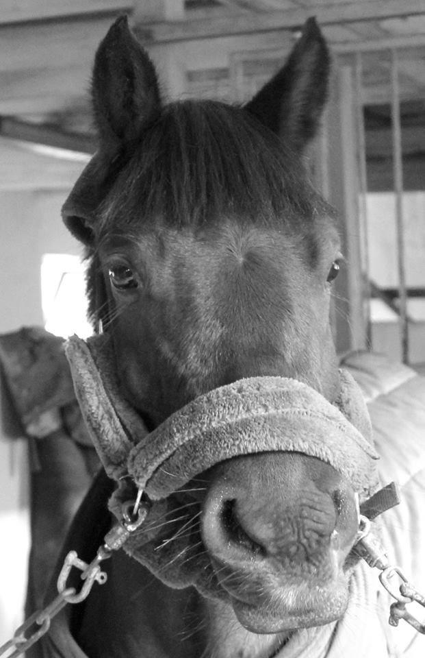 Anden særlig race Luna Star billede 14