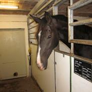 Dansk Varmblod Alby's Sonnic