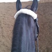 Dansk Varmblod Alby's Sonnic