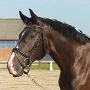 Dansk Varmblod Alby's Sonnic