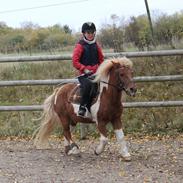 Anden særlig race Prins Felix