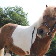 Anden særlig race Prins Felix