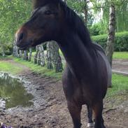 Anden særlig race Super star. <3