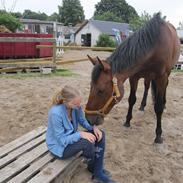 Dansk Varmblod Caprani