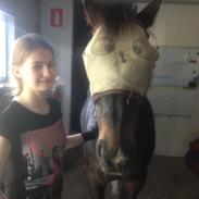 Irsk Sportspony Ardfield Woodie