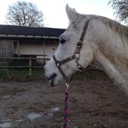 Anden særlig race Safir