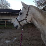 Anden særlig race Safir